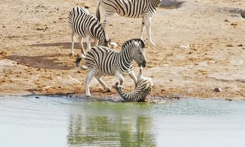 CLIP: Ngựa vằn đực điên cuồng tấn công ngựa con và kết cục đầy bi thảm