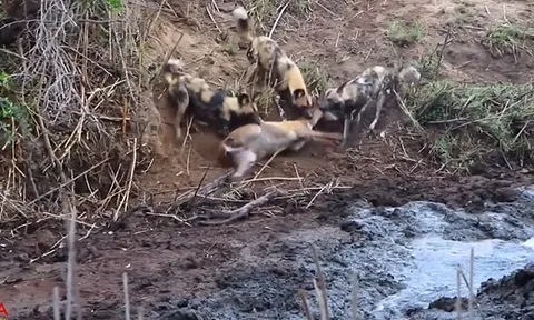 CLIP: Hà mã dũng mãnh giải cứu linh dương khỏi nanh vuốt đàn chó hoang châu Phi