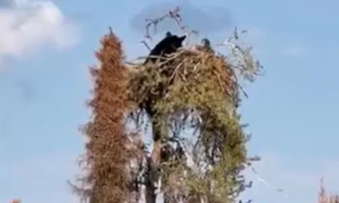 CLIP: Gấu đen leo tút lên ngọn cây săn đại bàng và cái kết khó đoán