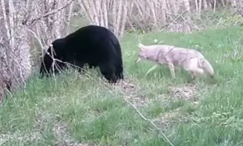 CLIP: 'Lớn gan' cắn trộm gấu đen, chó sói đồng cỏ nhận bài học nhớ đời