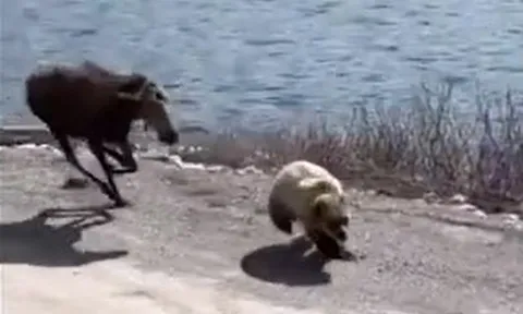 CLIP: Hai sừng tấm 'hắc hóa', điên cuồng truy đuổi gấu