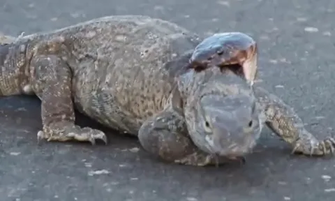 CLIP: Bị rắn hổ mang cắn trúng cổ, kỳ đà vẫn chẳng hề hấn gì