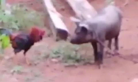 CLIP: Phì cười trước màn 'tỷ thí võ công' của lợn và gà