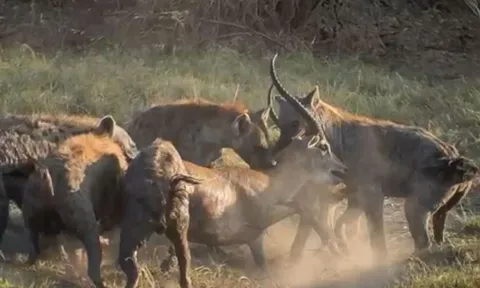 CLIP: Một khoảnh khắc sai lầm, linh dương bỏ mạng dưới nanh vuốt linh cẩu