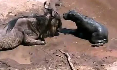 CLIP: Khoảnh khắc xót xa, hà mã con nhận nhầm linh dương bị thương là mẹ