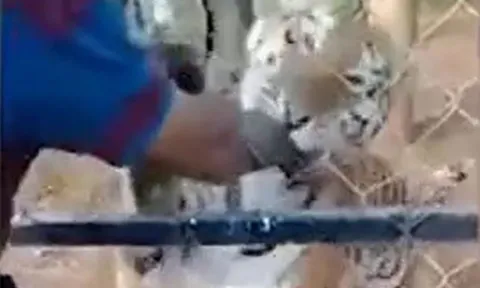 CLIP: Thò tay vuốt ve hổ, người đàn ông nhận cái kết thê thảm