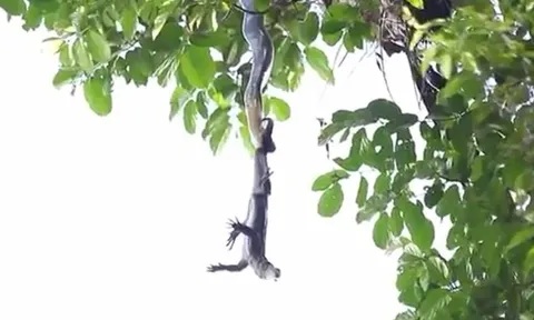 CLIP: Rắn hổ mang chúa treo mình trên cây, tấn công kỳ đà dữ dội