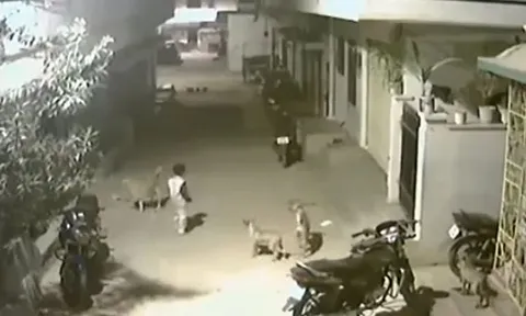 CLIP: Bị đàn chó hoang tấn công, 2 đứa bé 5 tuổi có màn xử trí khiến người xem nể phục