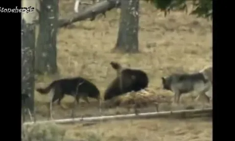 CLIP: Gấu xám tháo chạy trước sự tấn công dữ dội của bầy sói xám