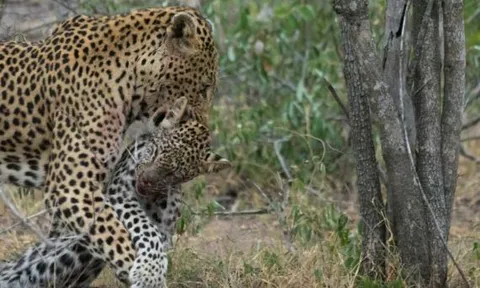 CLIP: Cuộc ác chiến đẫm máu của báo hoa mai