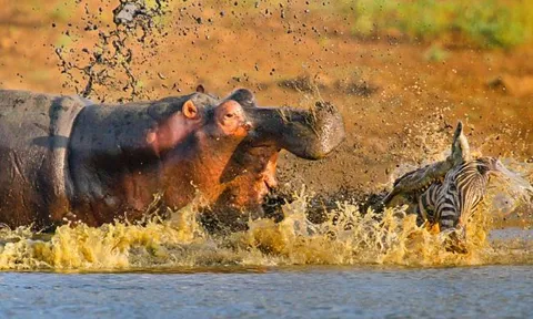 CLIP: Kinh hoàng cảnh hà mã "hóa hung thần", xé xác ngựa vằn đến rợn người