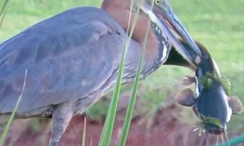 CLIP: Bắt được cá da trơn lớn, diệc ra sức nuốt chửng con mồi và cái kết... suýt chết nghẹn