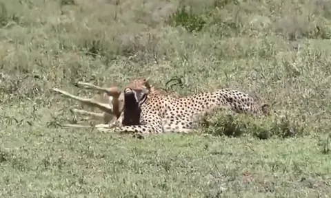 CLIP: Vừa sinh con xong, nai mẹ bất ngờ bị 'tử thần vùng đồng cỏ' đoạt mạng