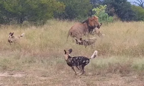 CLIP: Sư tử đực tấn công chó hoang, cả bầy lao vào cứu đồng loại trong tuyệt vọng