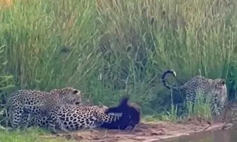 CLIP: Một mình đối đầu với ba con báo hoa mai, lửng mật vẫn đủ sức làm kẻ thù 'bẽ mặt'