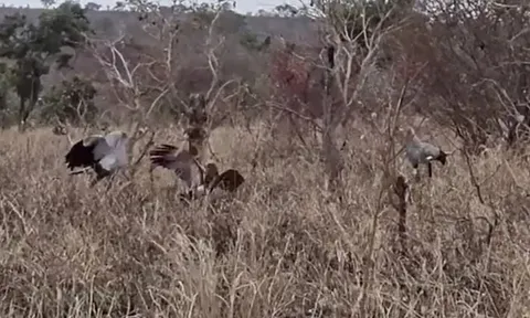 CLIP: Bị sát thủ Taekwondo 'đánh hội đồng', đại bàng nhận ngay cái kết bẽ bàng