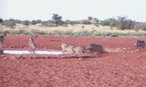 CLIP: Thấy đàn báo hoa mai uống nước lề mề, lợn rừng nổi điên lao lại húc văng loài mèo lớn
