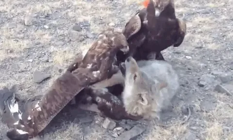 CLIP: Bị 2 đại con đại bàng tóm được, chó sói nằm im chịu đòn nhưng cái kết mới gây chú ý