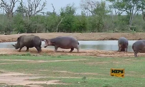 CLIP: Cả gan đi chọc hà mã, tê giác đen lập tức 'nhận quả báo'