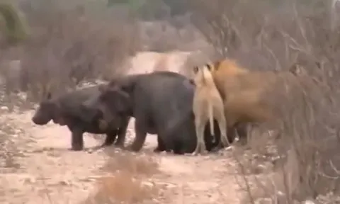 CLIP: Bị sư tư cắn xé, mẹ con hà mã làm ra hành động 'gây sốc'