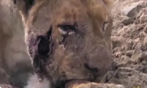CLIP: 'Lỡ dại' vỗ mông hà mã, sư tử phải trả giá bằng cả tính mạng