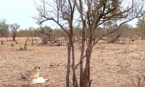 CLIP: Vừa hạ gục được linh dương, báo săn đã vội vàng bỏ chạy khi con vật này xuất hiện