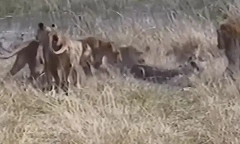 CLIP: Liều lĩnh lao lên bờ cướp mồi của đàn sư tử, cá sấu nhận kết cục khó tin