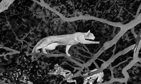 CLIP: Nửa đêm, báo hoa mai leo cây săn khỉ đầu chó và cái kết khó tin