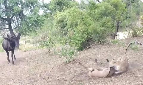 CLIP: Thấy con non bị báo hoa mai cắn trọng thương, linh dương đầu bò mẹ vội vã lao lại sơ cứu và kết cục đau lòng