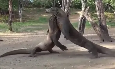 CLIP: Cuộc chiến sinh tồn khốc liệt của 2 con rồng Komodo
