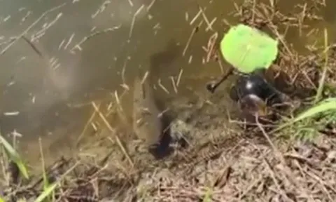 CLIP: Cá lóc liều lĩnh phi lên bờ săn mồi 'thần tốc'