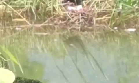 CLIP: Cá lóc nhảy lên bờ tấn công chim để bảo vệ đàn con