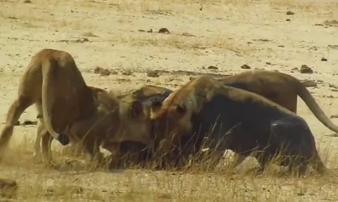 CLIP: Linh dương Impala chết thảm dưới nanh vuốt sư tử