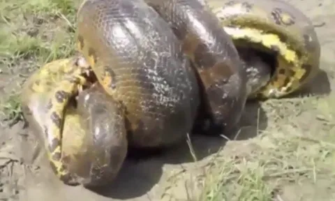 CLIP: Cuộc đọ sức nghẹt thở giữa hai “sát thủ” vùng đầm lầy, cá sấu đối đầu trăn khổng lồ