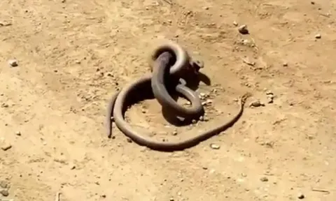 CLIP: Cuộc tử chiến nghẹt thở giữa hai con rắn hung dữ