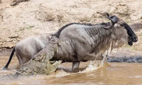 CLIP: Linh dương đầu bò thoát chết khó tin khi bị cá sấu tóm gọn