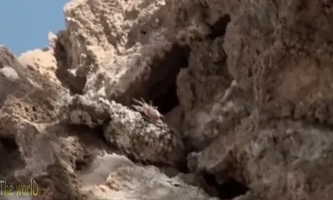 CLIP: Rắn đuôi nhện – Bậc thầy ngụy trang và săn mồi bằng mồi nhử sống động như thật