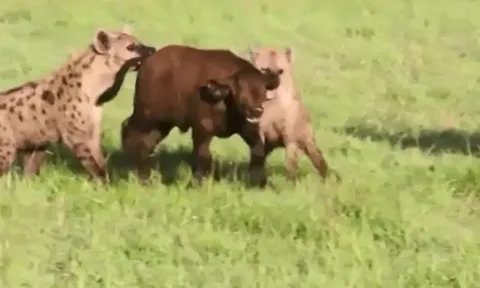 CLIP: Bầy linh cẩu đoạt mạng trâu rừng con bất chấp việc trâu rừng mẹ liều mạng chống trả