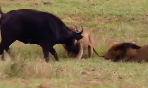 CLIP: Sư tử đực thể hiện sức mạnh đáng sợ, đoạt mạng mẹ con trâu rừng trong một nốt nhạc