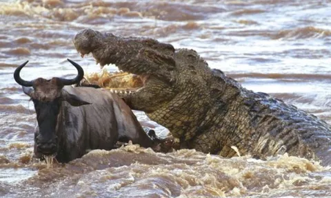 CLIP: Cuộc di cư vĩ đại của linh dương đầu bò là bữa tiệc thịnh soạn cho bầy cá sấu