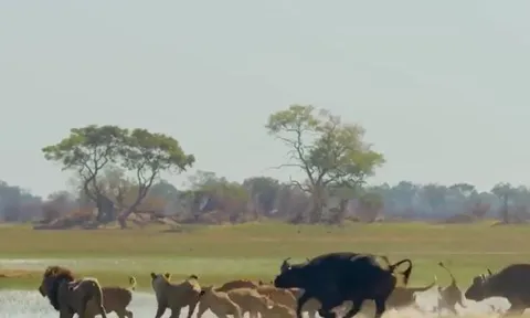 CLIP: Bị đàn trâu rừng truy đuổi, bầy sư tử liều lĩnh vượt sông đầy cá sấu