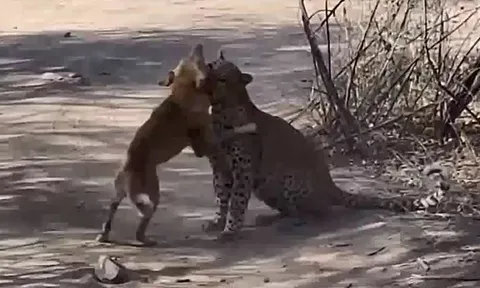 CLIP: Đang nằm nghỉ ngơi, chó nhà bị báo hoa mai tập kích bất ngờ và cái kết