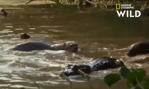 CLIP: Đi nhầm vào lãnh thổ của đàn rái cá, cá sấu bị kẻ thù cắn chết