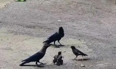 CLIP: Chim sáo đá liều mình đánh nhau với 2 con quạ để cứu con 