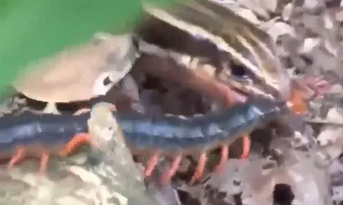 CLIP: Đụng độ thằn lằn bóng, rết bị kẻ thù xé xác rồi nuốt chửng