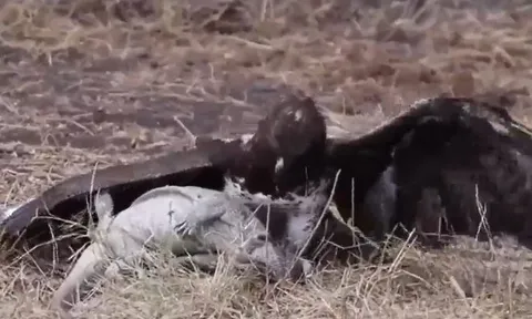 CLIP: Trải qua 5 tiếng vật lộn, đại bàng giành thế thượng phong, moi mắt kỳ đà