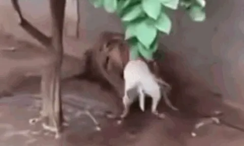 CLIP: Thấy hổ bị xích, chó pitbull lao lại tấn công rồi phải bỏ mạng