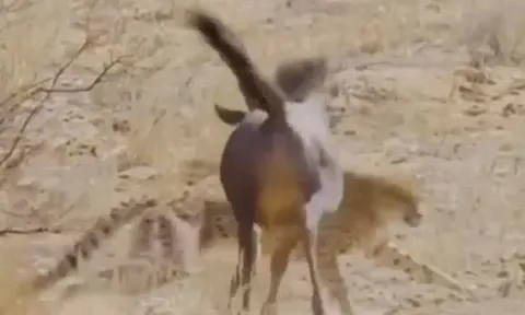 CLIP: Bị báo săn truy sát, linh dương đầu bò nổi điên tấn công ngược kẻ đi săn