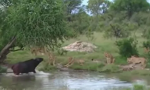 CLIP: Bị gần chục con sư tử vây quanh, trâu rừng đơn độc vẫn chiếm thế thượng phong