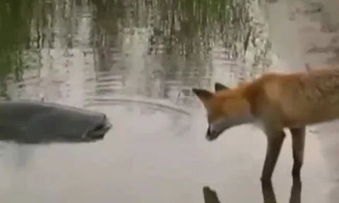 CLIP: Cáo 'ăn trộm' cá trê khổng lồ của ngư dân và cái kết bất ngờ